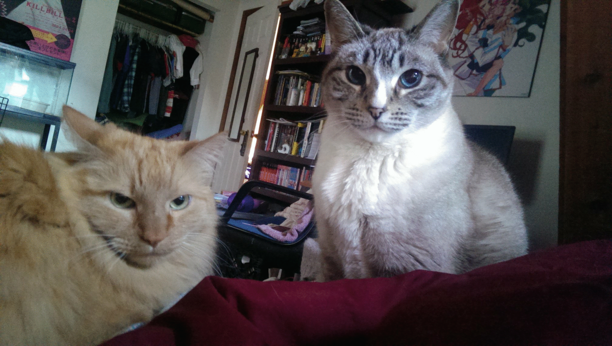 Image from Meezer