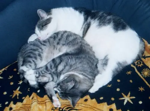 Image from feliné & shaliné