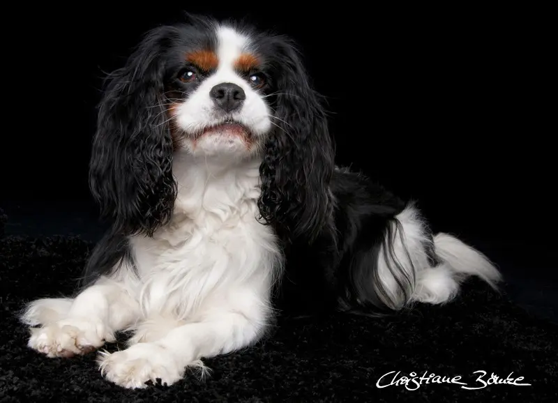 Condolence image of Renate