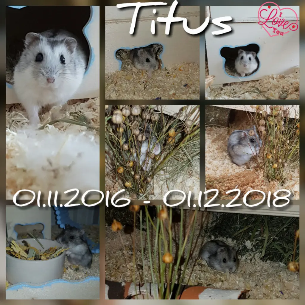 Image from Titus 