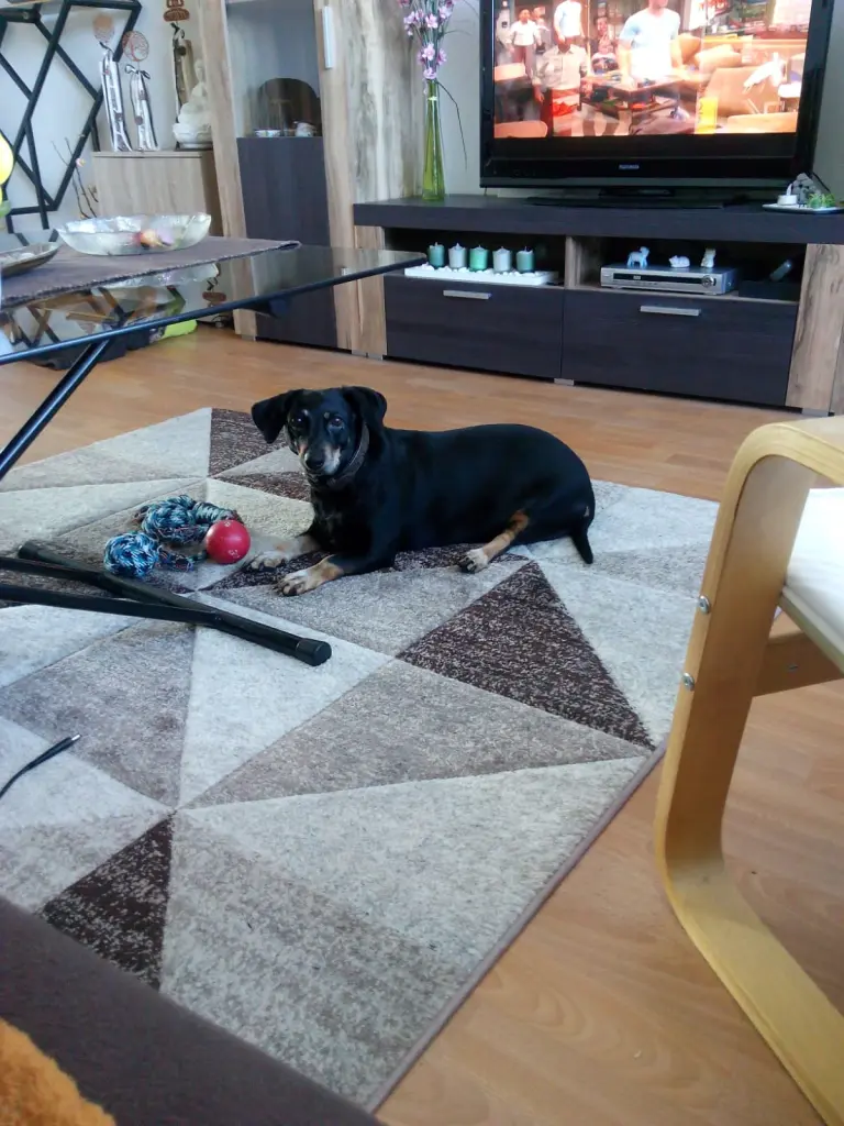 Image from Trixi