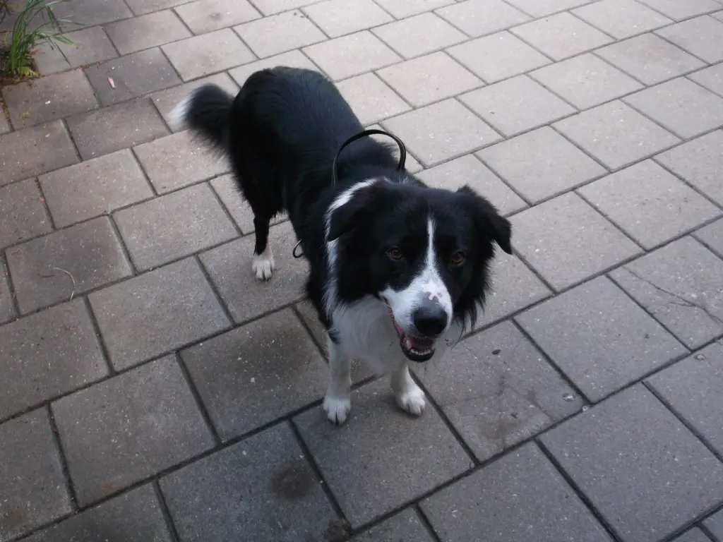 Image from Rocky