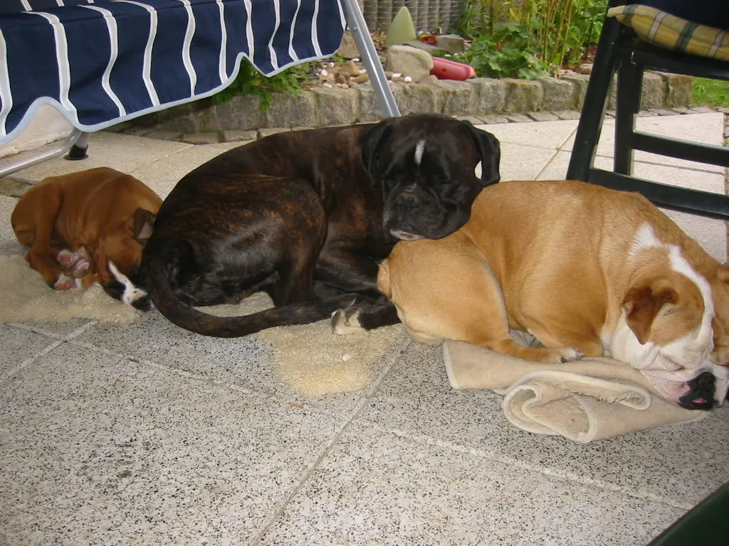 Image from Lennox, Molly und Boycie