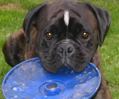 Image from Lennox, Molly und Boycie