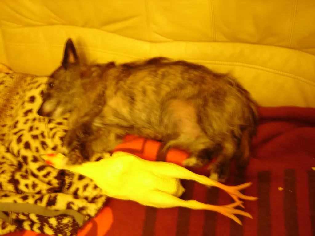 Image from Rusty