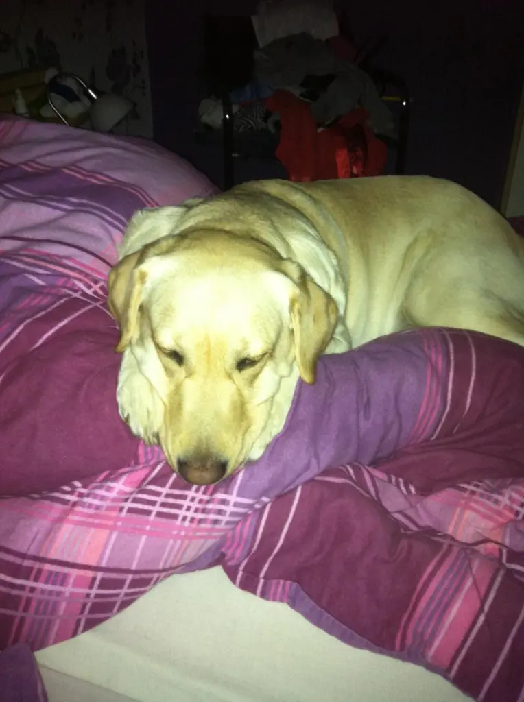 Image from Holly