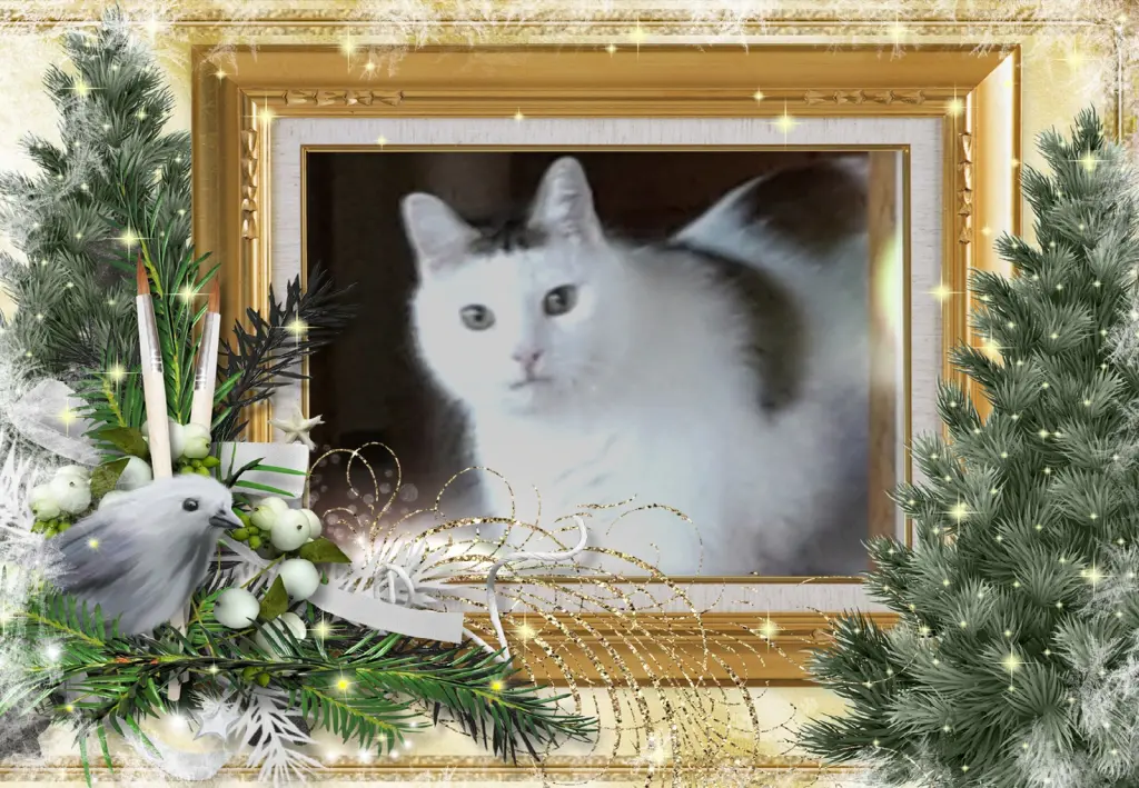Condolence image of Klaudia mit Misiu❤❤❤Ganz Tief im Herzen❤