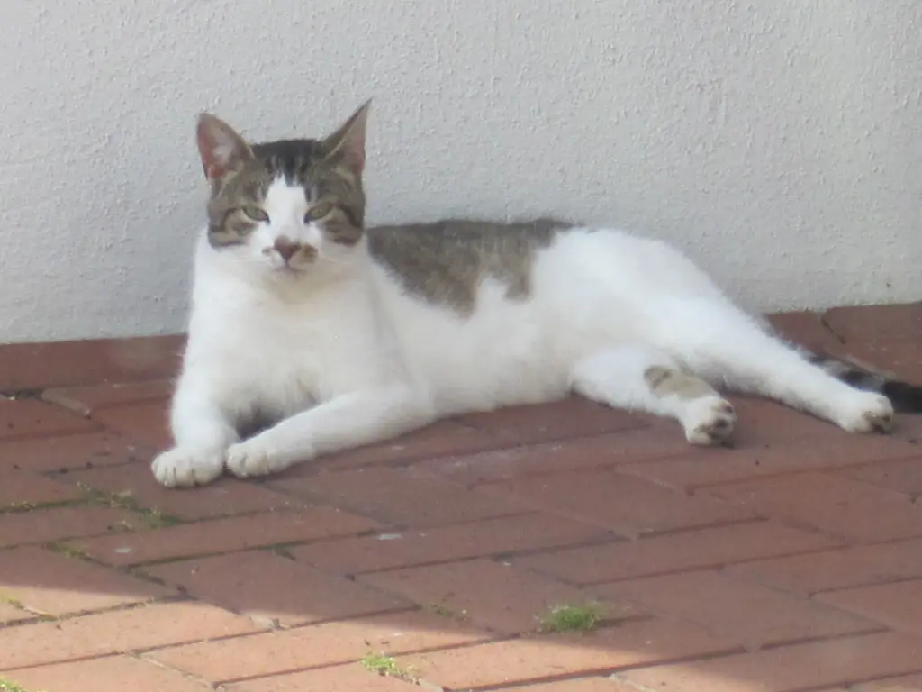 Condolence image of Ilse mit Gismo, Fee und Minna tief im Herzen