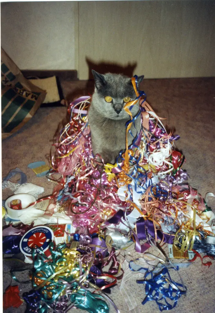 Condolence image of Uschi mit Seelenkatzen Jojo und Merlin
