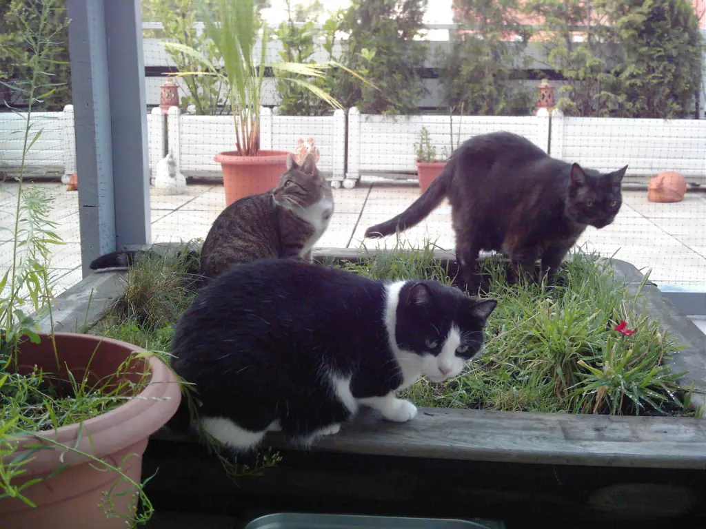 Condolence image of Ilse mit Gismo, Fee und Minna tief im Herzen