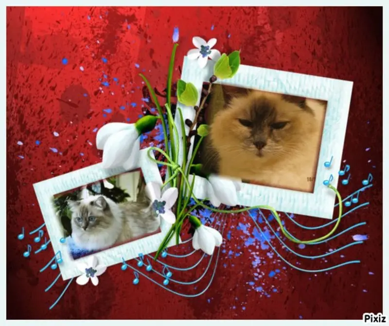 Condolence image of Uschi mit Seelenkatzen Jojo und Merlin