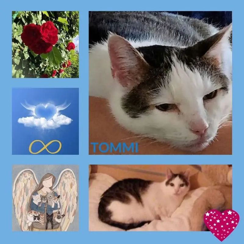 Condolence image of In Gedenken an Tommi 