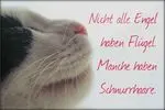 Condolence image of Tanja mit Timmy im Herzen 