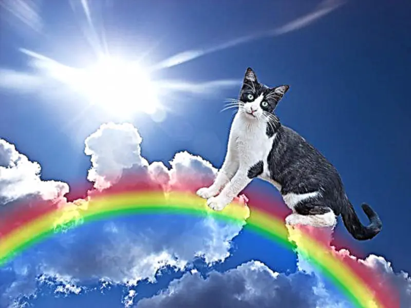Condolence image of Tanja mit Timmy im Herzen