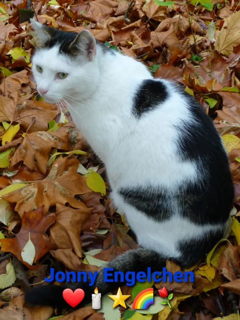 Condolence image of Tanja mit Timmy im Herzen