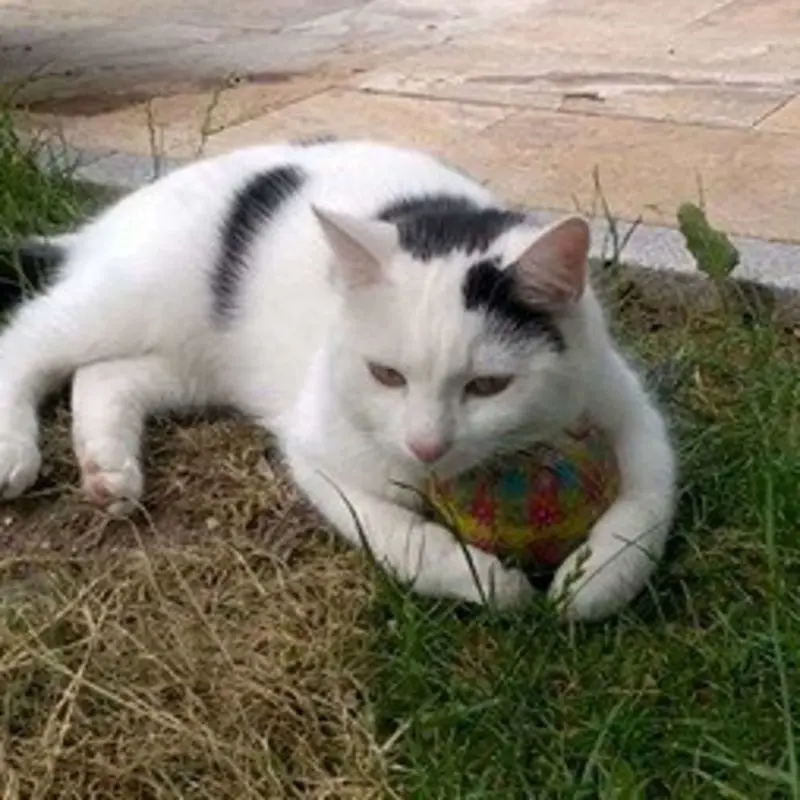 Condolence image of Tanja mit Timmy im Herzen 