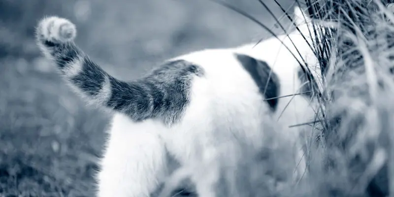 Condolence image of Tanja mit Timmy im Herzen 