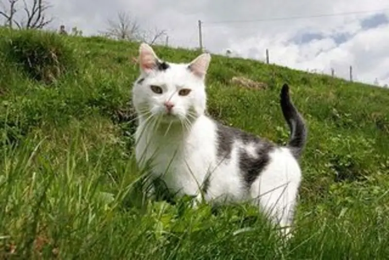 Condolence image of Tanja mit Timmy im Herzen