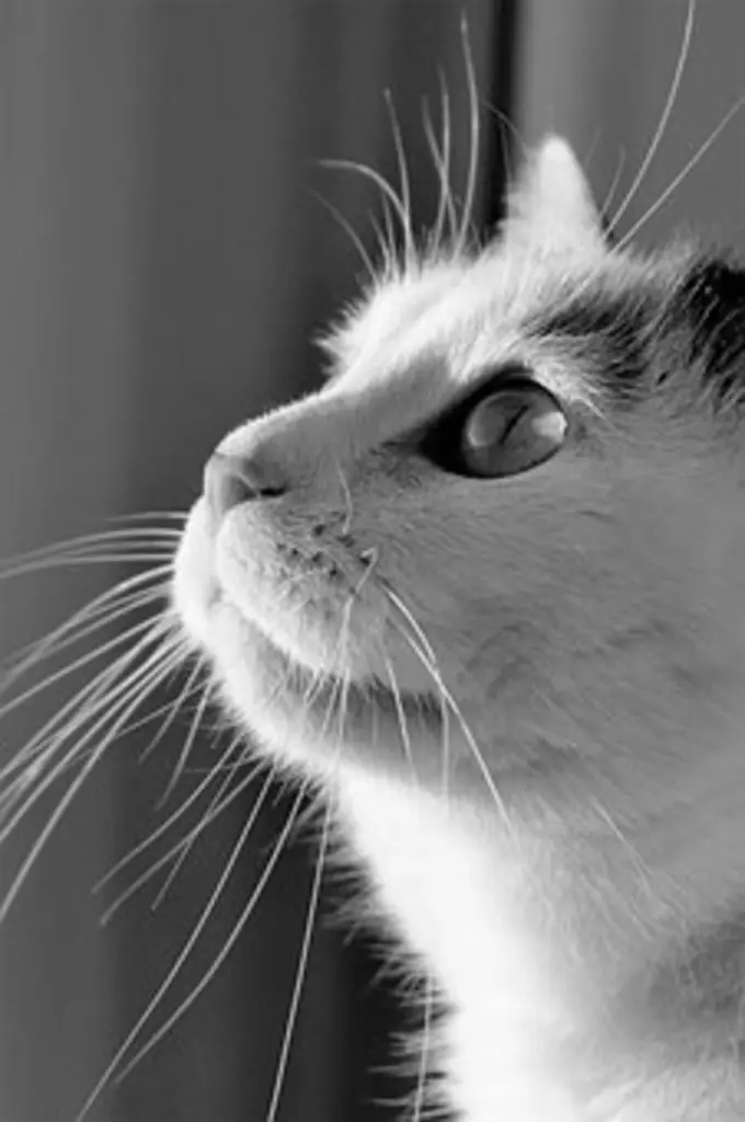 Condolence image of Tanja mit Timmy im Herzen