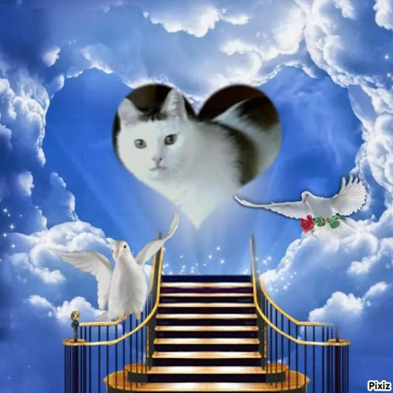 Condolence image of Tanja mit Timmy im Herzen 