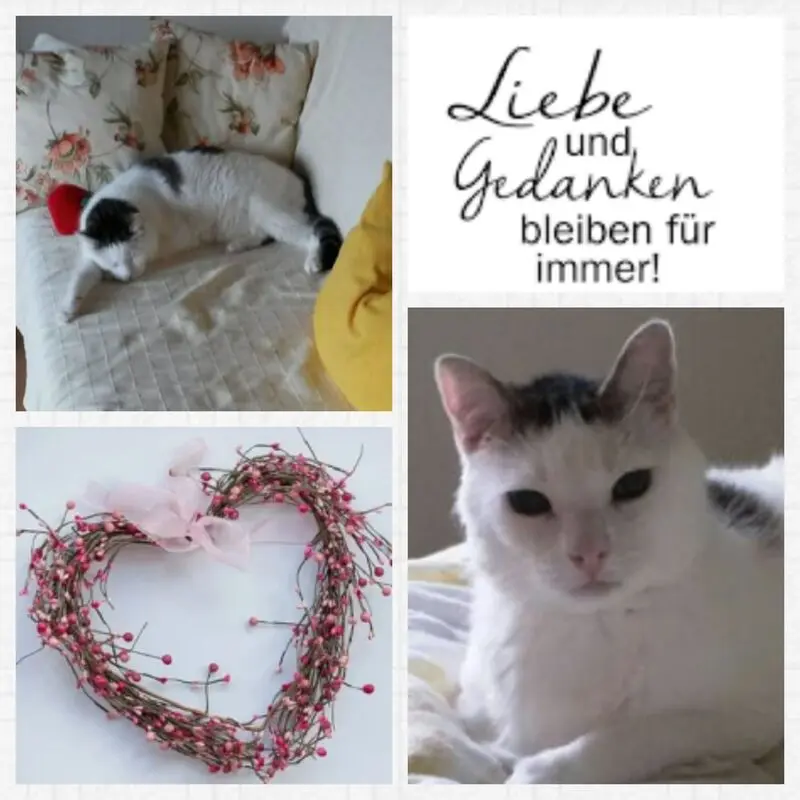 Condolence image of Anja mit Joy im Herzen 