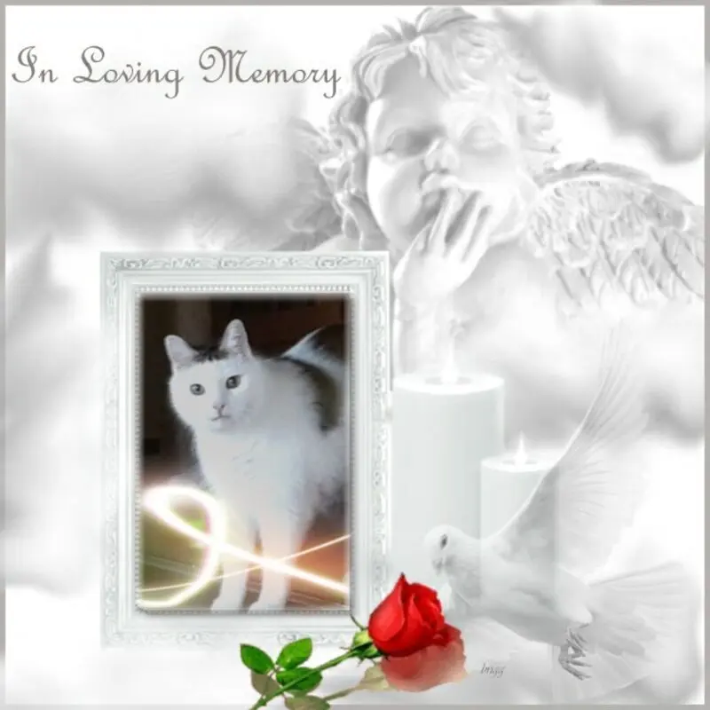Condolence image of 3. Sternchen❤️Gedenktag❤️❤️❤️