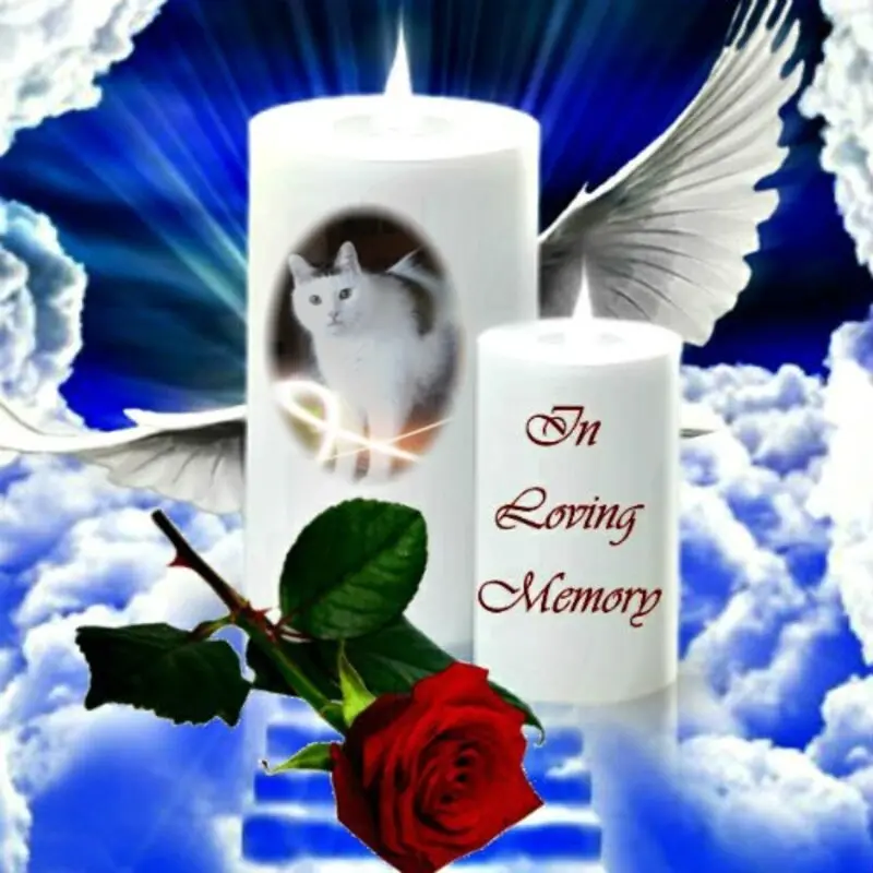 Condolence image of 3. Sternchen❤️Gedenktag❤️❤️❤️