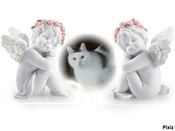 Condolence image of Tanja mit Timmy im Herzen