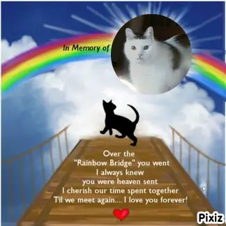 Condolence image of Tanja mit Timmy im Herzen 