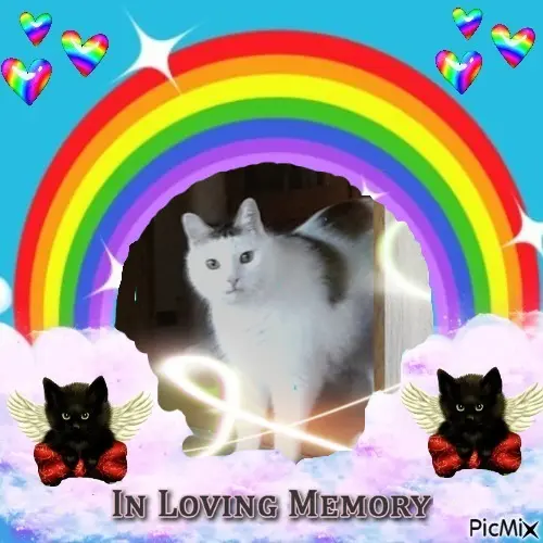 Condolence image of 4.Sternchen❤️Gedenktag❤️❤️❤️❤️