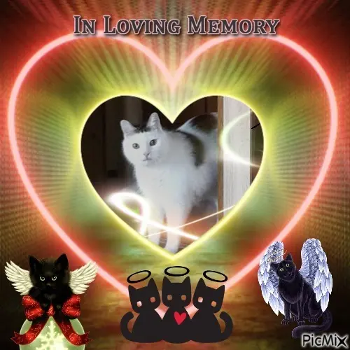 Condolence image of 4.Sternchen❤️Gedenktag❤️❤️❤️❤️