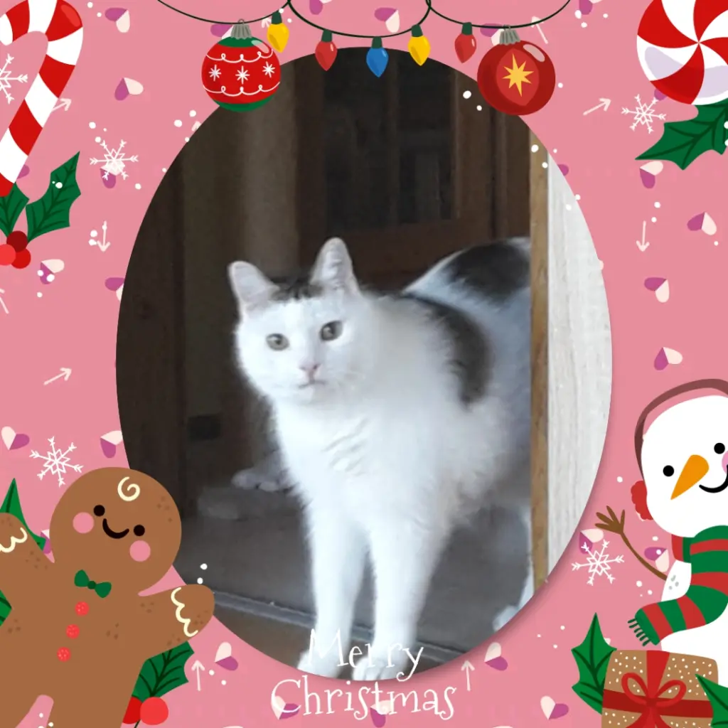 Condolence image of ❤️Frohe Weihnachten ❤️ Deine Mutti und deine Oma ❤️ 
