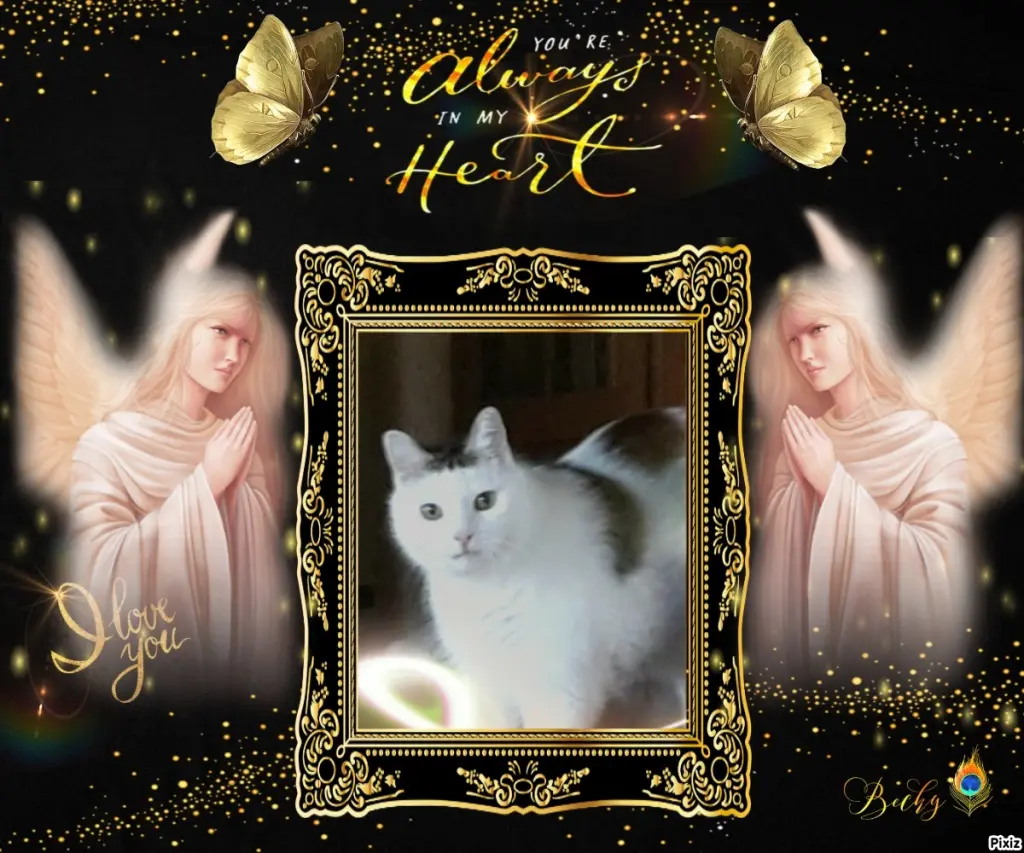 Condolence image of Tanja mit Timmy im Herzen