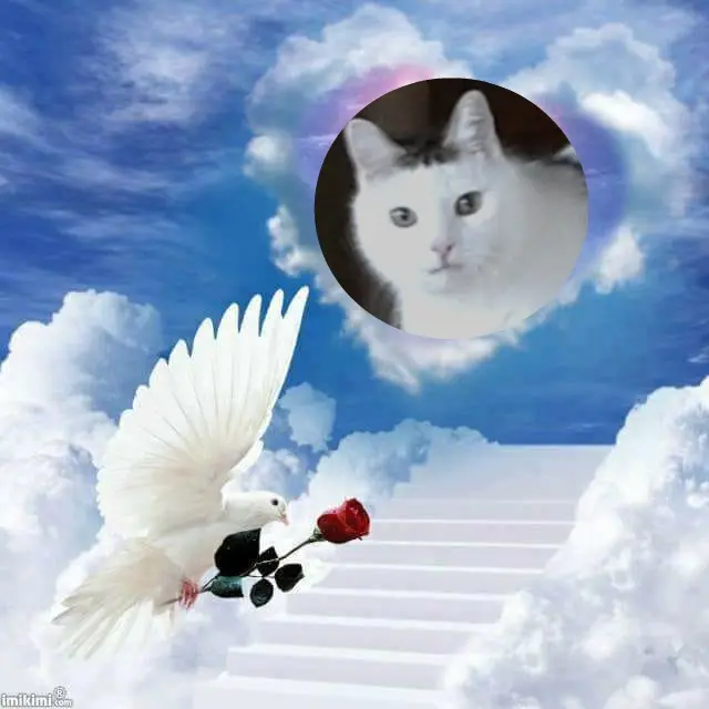 Condolence image of 5.Sternchen⭐️Gedenktag❤️❤️❤️❤️❤️