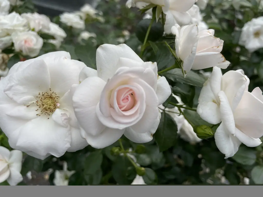 Condolence image of Anja mit Maja & Gräuli im  ༺❤️༻ 