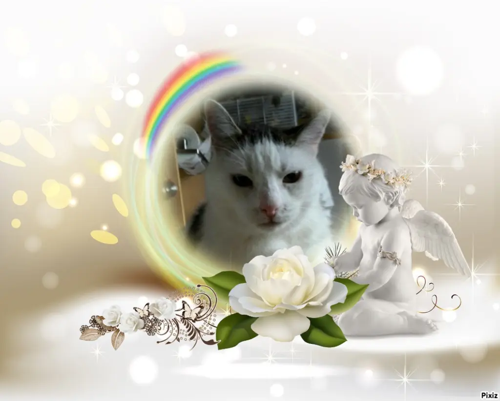 Condolence image of Tanja mit Timmy im Herzen