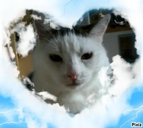 Condolence image of Tanja mit Timmy im Herzen