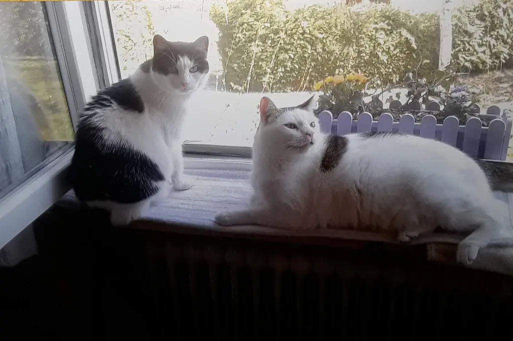 Condolence image of ❤️69 Mo❤️Deine Mutti und deine Oma ❤️ 