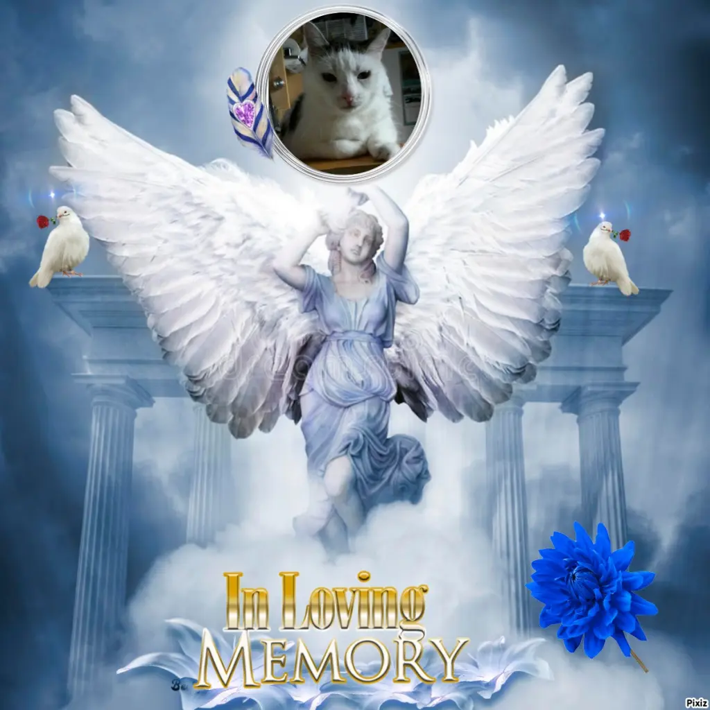 Condolence image of Tanja mit Timmy im Herzen 