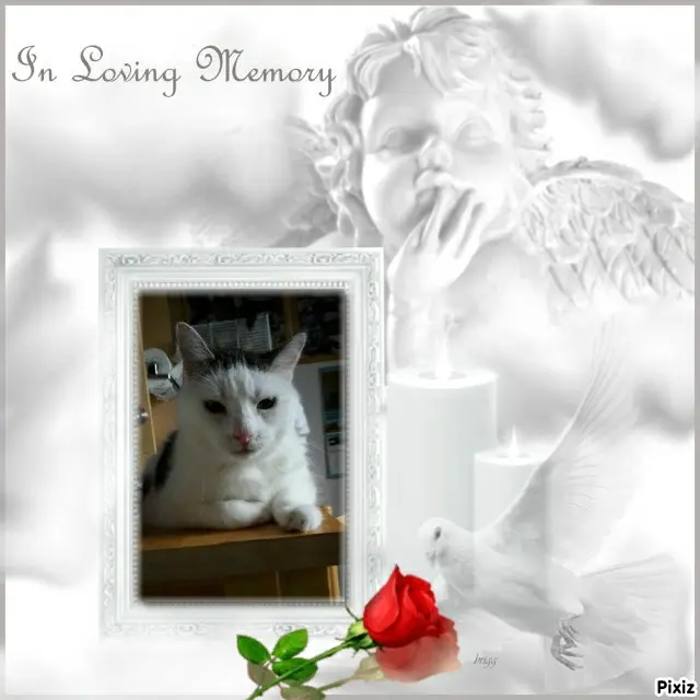 Condolence image of Tanja mit Timmy im Herzen