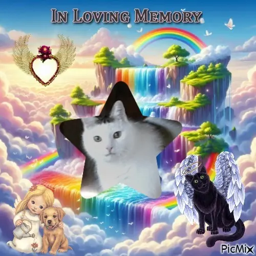 Condolence image of 6.Sternchen❤️⭐️Gedenktag❤️❤️❤️❤️❤️❤️