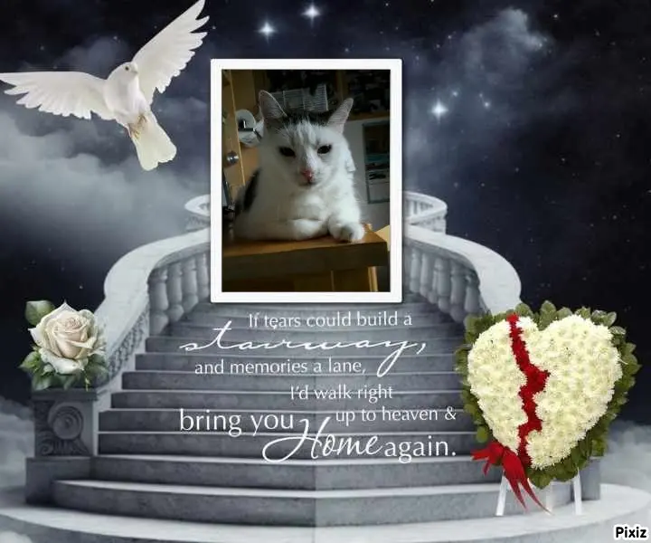 Condolence image of Tanja mit Timmy im Herzen 