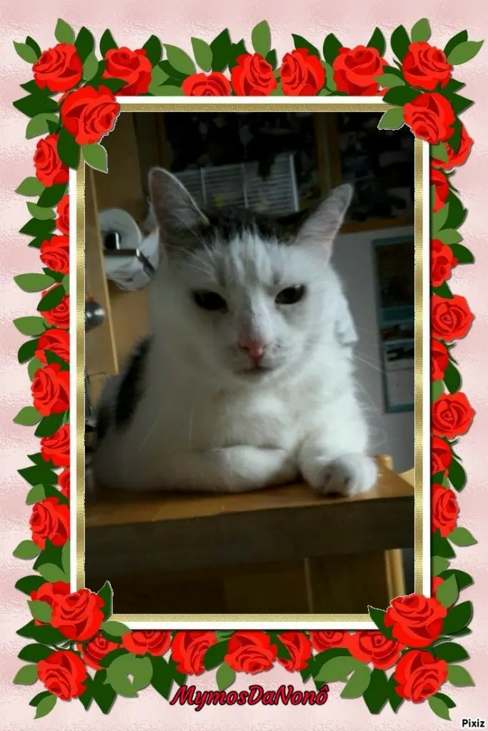 Condolence image of Tanja mit Timmy im Herzen 