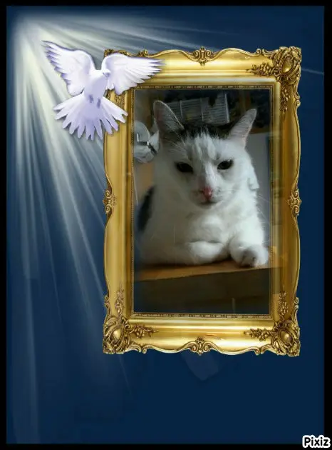 Condolence image of Tanja mit Timmy im 💘