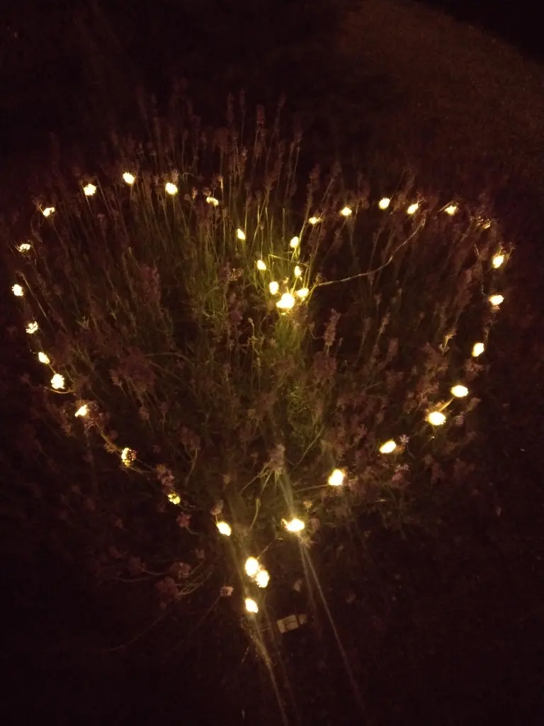Condolence image of Corinna ❤️ für Jönnchen🧡
