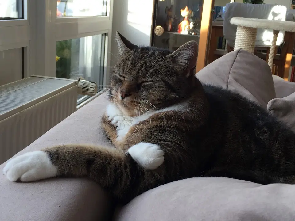 Image from Loulou
