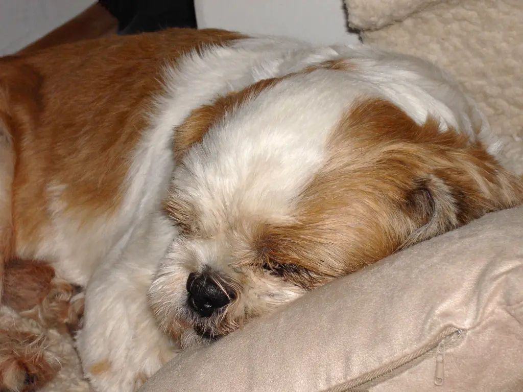 Condolence image of Marika mit Balou und Hippo im Herzen