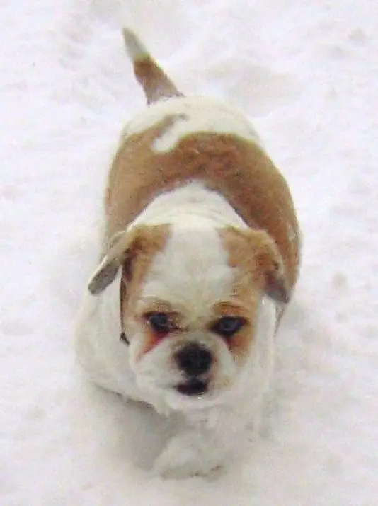 Condolence image of Marika mit Balou und Hippo im Herzen