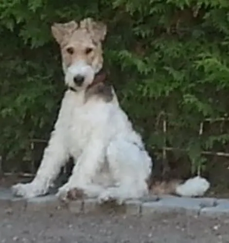 Image from MAYLO