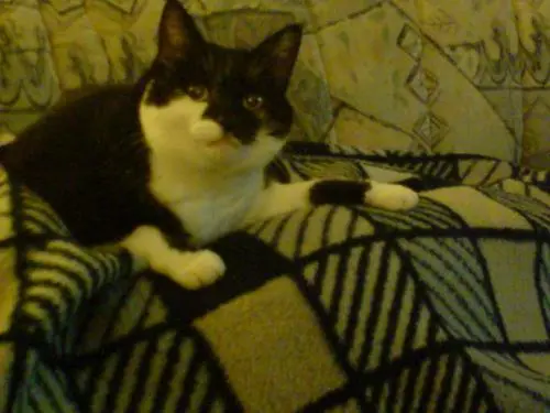 Image from Tiffy